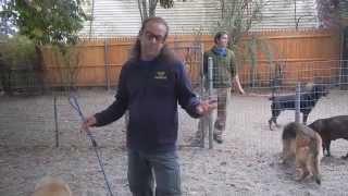 Aggressive dog intro to pack  Solid K9 Training