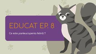 EduCAT (Episodul 8) - Cum ne luptăm cu boala care face ravagii printre pisicuțele nevaccinate