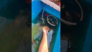 Big Fish Pond ko clean krdiya 🪥 #petsvlog #shorts #petsvlog  #japanesekoifish