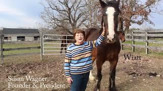 Touring Equine Advocates Rescue & Sanctuary: Jasmine and Wiatt