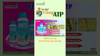 Cách Khắc Phục Ổ Gà Cho Giống Lúa OM 5451 | An Thịnh Phát