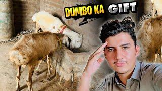 Dumbo Keliye kisi ne Gift  Beja | Thank You So Much | Sheep Farming