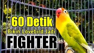 LB mu MALAS BUNYI, Pakai Pancingan Suara Lovebird Gacor Fighter ini Aja BOS, dijamin LANGSUNG NYAUT