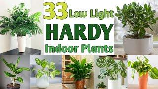 33 Low Light Hardy Indoor Plants | Best Hardy Indoor Plants | Plant and Planting