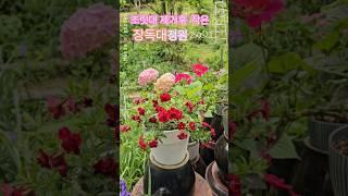 조릿대 제거후 작은 장독대 위 정원 #장독대#텃밭정원 #작은정원