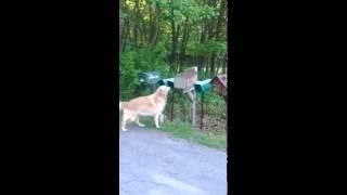 Samson, the Golden Retriever getting the newspaper