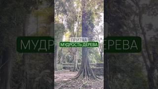 #Притча #здесьисейчас #экхарттолле #мудрость #осознанность #исцеление #дерево #лес #природа #душевно