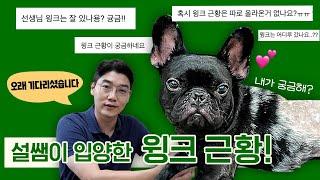 설쌤이 입양한 유기견 윙크, 어떻게 지내고 있을까요?  l 설채현 행동학 수의사