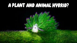 All Things Sea Sheep - Animal and Plant hybrids!