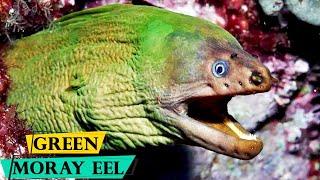 Panamic Green Moray Eel - A Fascinating Creature of the Sea
