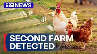 Second Sydney chicken farm infected with bird flu | 9 News Australia