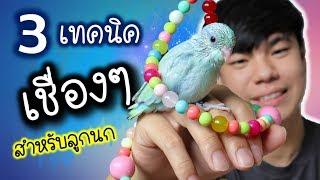 ทำยังไงให้เชื่อง? เมื่อได้ลูกนกมาใหม่ | My PET EP.5