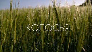 "Колосья", документальный проект.