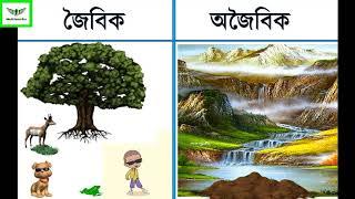 আমাদের পরিবেশ Class 5 EVS Lesson 1 for Bengali Medium, Assam