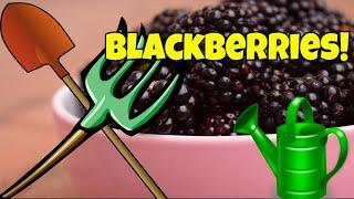 GROWING BLACKBERRIES IN CONTAINERS  The Ultimate Guide (Planting) 