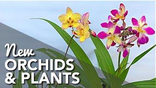 NEW ORCHIDS & PLANTS | SPATHOGLOTTIS | Ground Orchids | Orchid Haul | Plant Haul | Bagong Orchids