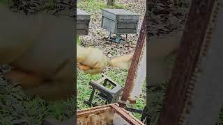 last honeycomb #honeybeesting #beehealth