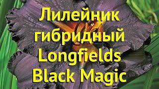Лилейник гибридный Лонгфилдз Блэк Мэджик. Краткий обзор hemerocallis hybrida Longfields Black Magic