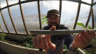 ABC acres: How to Propagate Elderberries From Cuttings - episode #050