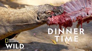 Feeding a Komodo Dragon  | Secrets of the Zoo: Down Under