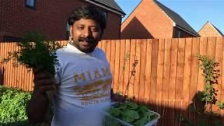 Soil preparation tips and  Backyard garden second harvest @ London Tea kadai
