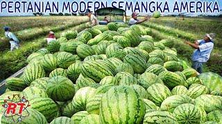 Watermelon CULTIVATION ON LARGE AGRICULTURE AND EXTENSIVE MODERN TECHNOLOGY