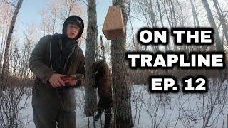On the Trapline Ep. 12 - Lots of Variety this Check! Coyote #50