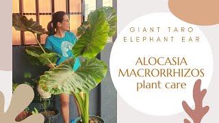 Alocasia Macrorrhizos (Elephant Ears or Giant Taro) Plant Care