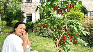 For Hot pepper  lovers: A bountiful harvest, Cincinnati Kitchen Garden. Ghost peppers ️.