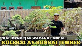 SIAP MENGEJAR BONSAI PANCALI!! SUPER MEWAH KOLEKSI AY BONSAI JEMBER