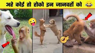  इन जानवरों से पंगा ना बाबा ना | Funny Animal Videos 2023 - Part 10