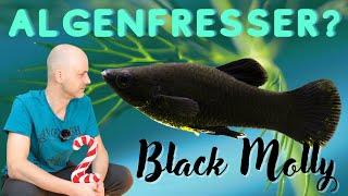 Die Black Edition gegen Algen | Der Black Molly - Poecilia sphenops | ADVENTdicted! Türchen 2