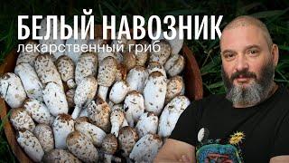 Белый навозник (копринус): лекарственные свойства. Михаил Вишневский