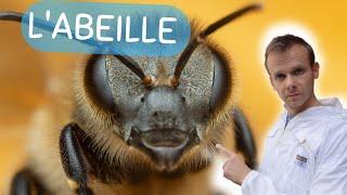 L'abeille comme vous ne l'avez JAMAIS VU