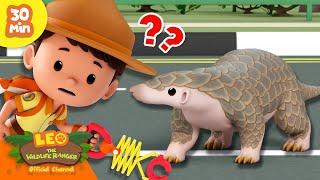 HELP THE PANGOLIN CROSS THE ROAD?! ️ | Unique Animals  | Leo the Wildlife Ranger | Kids Cartoons