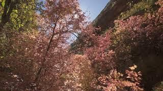 Nature Uninterrupted: 10 Minutes of Backlit Maples in Zion