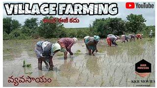 VILLAGE FARMING || VILLAGE PADDY FARMING || KKR MOVIES