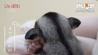 나는 태어난 지 100일 된 슈가글라이더 새끼다 [애니멀봐 나새끼 19호]ㅣI’m A 100 Days Old Sugar Glider