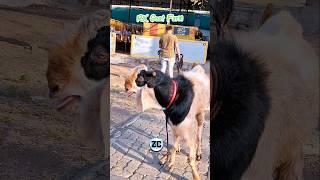 Andul Bakre tRK Goat Farm #bakraeid #bakraeid2025 #bakraeidspecial #bakra #goats #trending #biggoats