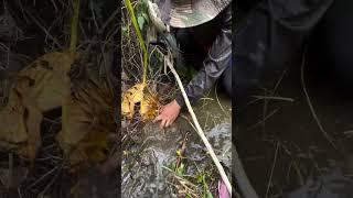 viral  fishing skill #shorts #shortsfeed #youtubeshorts