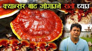 रातो च्याउको खेती - Health benefits of Ganoderma lucidum