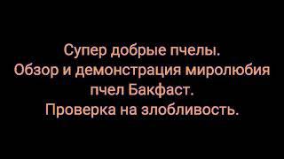 Супер добрые пчелы. Обзор и демонстрация миролюбия пчел Бакфаст. Проверка на злобливость.