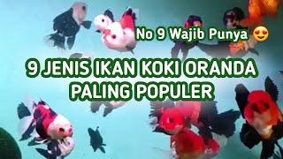 9 Jenis Ikan Koki Oranda Paling Populer, Mana yang Paling Cantik?