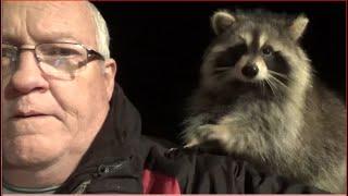 Raccoon Whisperer Story  - CBC Television Halifax, NS