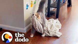 Rescue Cat Carries Her Favorite Blanket All Around The Apartment | The Dodo