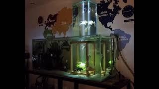 My multi level fish tank