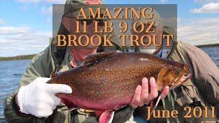 Incredible 11 Pound Brook Trout | Labrador