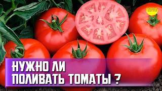 Выживут ли томаты без полива. Правда о поливе томатов