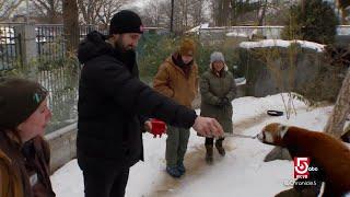 Bruins at the Zoo; Team's center swaps barns for a day