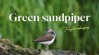 Green sandpiper 4K video Wildlife Lithuania